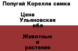 Попугай Корелла самка › Цена ­ 3 500 - Ульяновская обл. Животные и растения » Птицы   . Ульяновская обл.